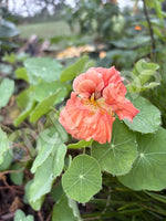 Nasturtium Salmon Gleam Seeds