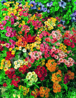 Nemesia Carnival Mixed Seeds