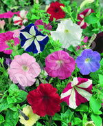 Petunia Budget Mixed Seeds