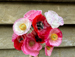 Poppy Mix Poppy Mix Seeds
