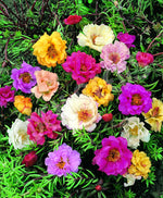 Portulaca Sunnybank Double Flowered Mixed Seeds