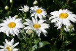 Shasta Daisy Seeds