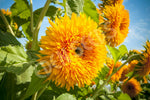 Sunflower Teddy Bear Seeds