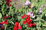 Sweetpea Bijou Mixed Seeds