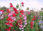 Sweetpea Old Spice Seeds