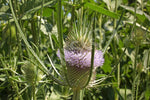 Teasel Seeds