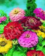 Zinnia California Giant Mixed Seeds