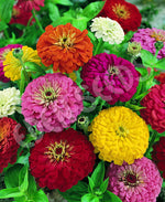Zinnia Dahlia Flowered Gold Medal Mix Seeds