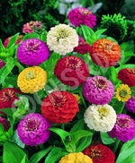 Zinnia Lilliput Mix Seeds
