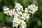 Buckwheat Seeds