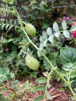 Chickpea White Organic Seeds