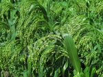 Millet White French Seeds