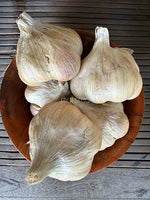 Garlic Italian Late Organic