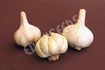 Garlic White Crookneck Organic Seeds