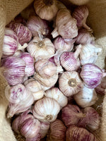 Garlic Ontos Purple Organic Seeds