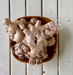 Ginger Rhizomes Organic Seeds