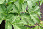 Angelica Seeds