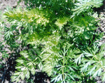 Anise Seeds