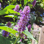 Anise Hyssop (Korean Mint) Seeds