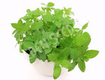 Basil Fino Verde Seeds