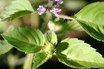 Basil Holy Green Seeds