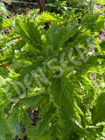 Basil Lettuce Leaf Organic Seeds