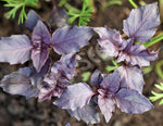 Basil Red Rubin Seeds