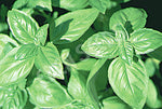 Microgreens Basil Sweet Organic Seeds