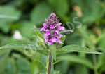 Betony Seeds