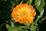 Calendula Seeds