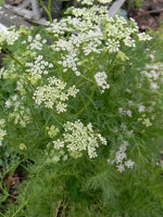 Caraway Seeds