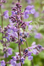 Catnip Faassens Seeds