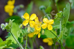 Celandine Seeds