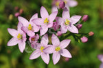 Centaury Seeds