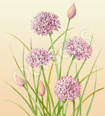 Chives Organic Seeds