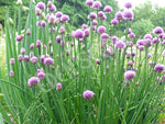 Chives Seeds