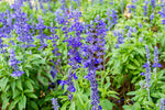 Clary Sage Seeds