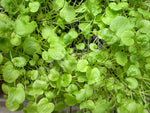 Cress American Upland Seeds