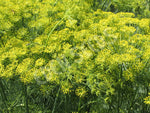 Dill Seeds