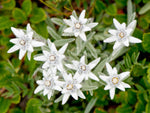 Edelweiss Seeds