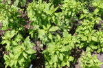 Epazote Seeds