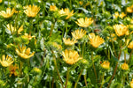 Gumplant Seeds