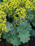 Lady's Mantle Seeds