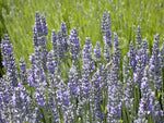 Lavender English / True Seeds