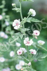 Marshmallow Seeds