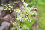 Meadowsweet Seeds