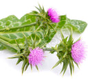 Milk Thistle Seeds