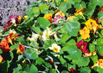 Nasturtium Organic Seeds