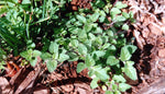 Oregano Greek Seeds