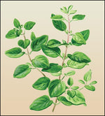 Oregano Zaatar Organic Seeds